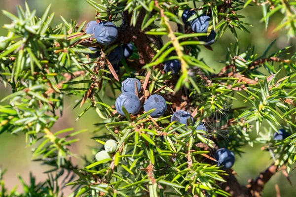 Juniper cones — Stock Image Juniper cones Royalty Free Stock Images