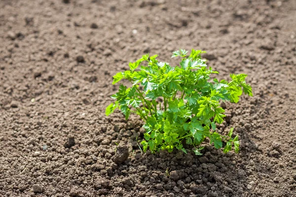 欧芹植物在花园里 — 图库照片