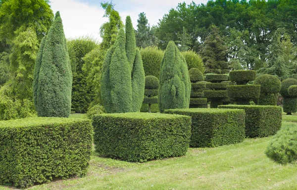 Topiary w ogrodzie Obrazek Stockowy