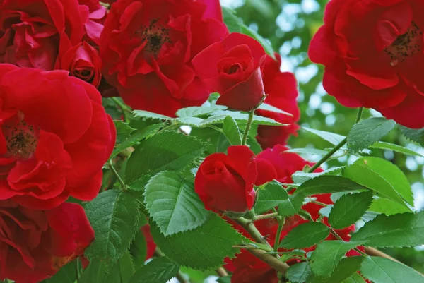 Piękno ogrodu czerwone róże — Zdjęcie stockowe