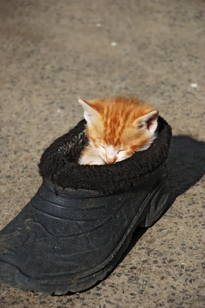 Смішний кіт спить у старому взутті Стокове Фото