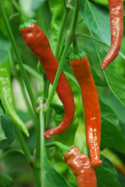 Kırmızı ve yeşil acı biber