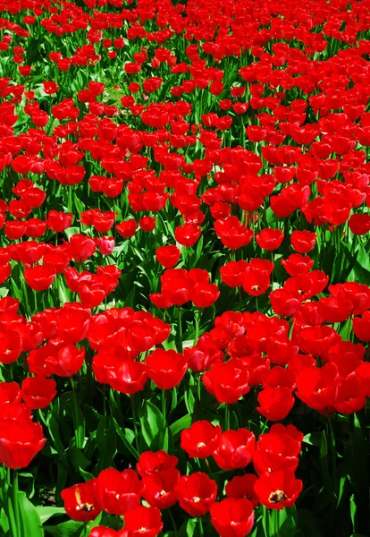 Red tulips field Royalty Free Stock Photos