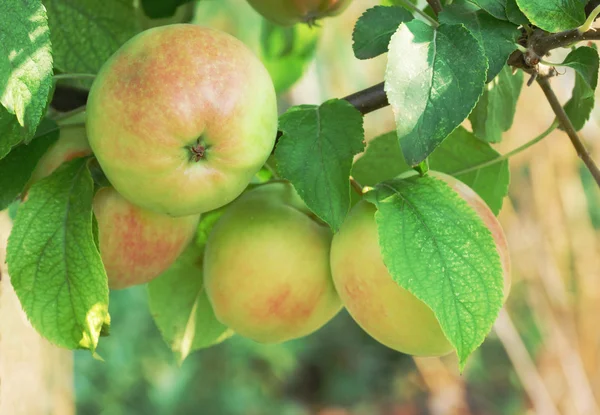 Frische saftige Äpfel Stockbild