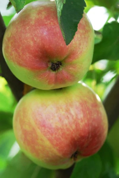 Frische saftige Äpfel beim Brunch Stockfoto