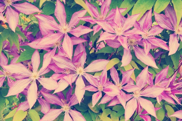 Фіолетові клематиси квіткові голови — стокове фото