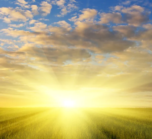 Grass field at sunset — Stock Photo, Image