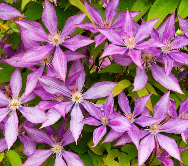 Purple clematis flower heads — Stock Photo, Image