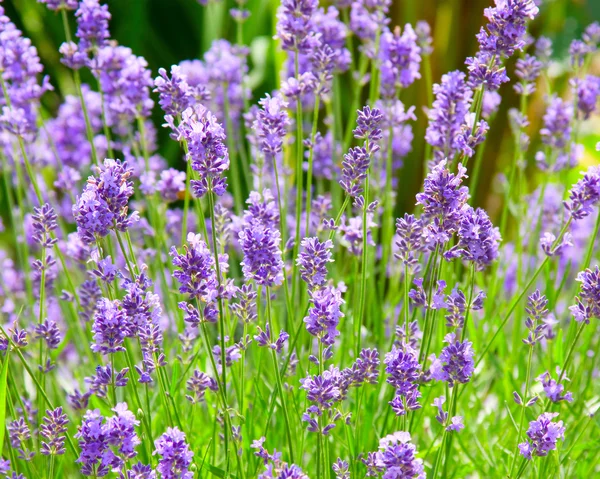 Lavendel — Stockfoto