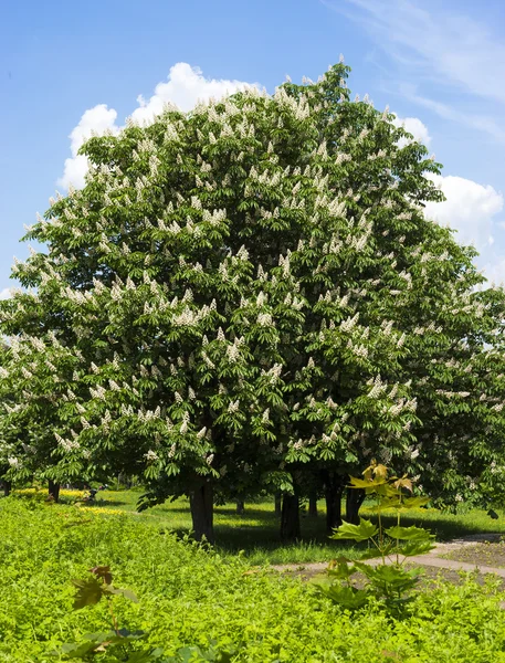 Chestnut tree with white flowers and blue sky — Stock Photo, Image