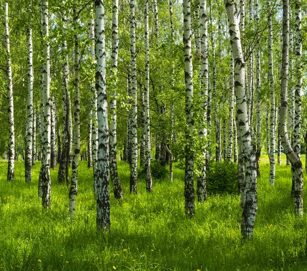 Spring birch grove — Stock Photo, Image