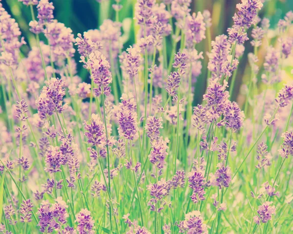 Lavendel — Stockfoto