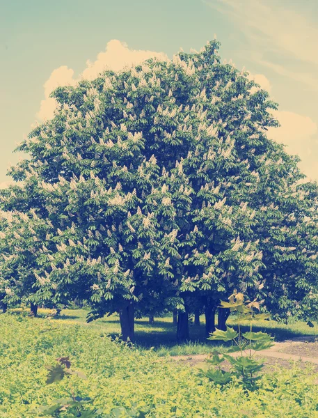 Castanheira com flores brancas e céu azul — Fotografia de Stock