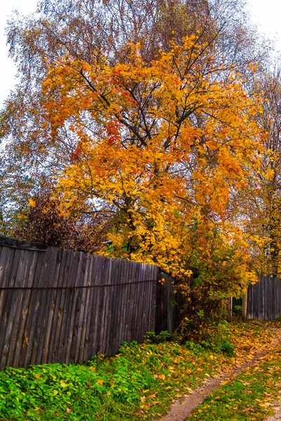 秋の経路 — ストック写真