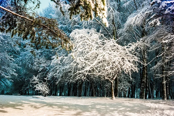 Winternacht landschap — Stockfoto