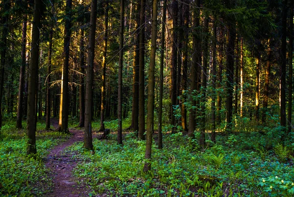 Spring birch grove — Stock Photo, Image