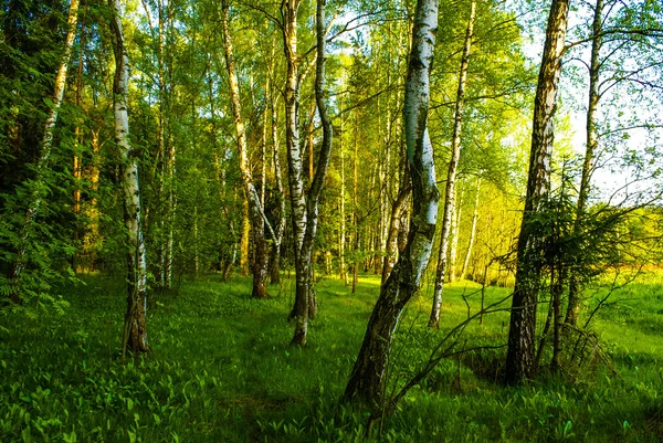 Spring birch grove — Stock Photo, Image