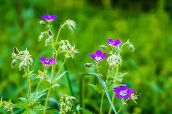 Голубой цветок на траве — стоковое фото