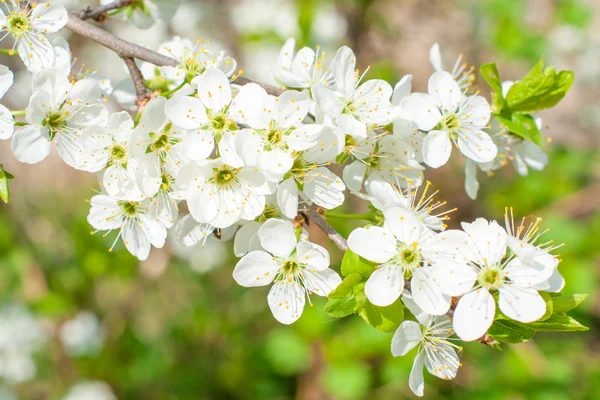 Blossom cherry tree — Stock Photo, Image