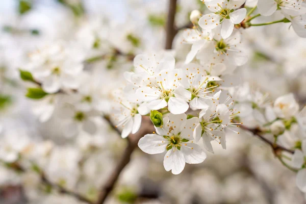 Blossom cherry tree — Stock Photo, Image