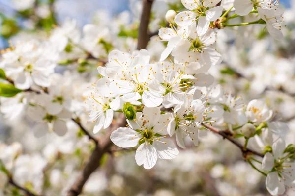 Blossom cherry tree — Stock Photo, Image