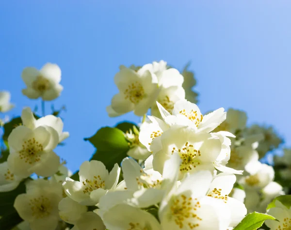 Jasmine white flower — Stock Photo, Image