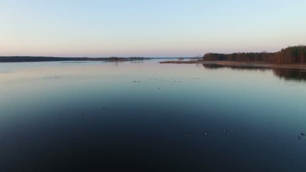 4k. Gün batımında erken ilkbaharda ördekler ile vahşi göl üzerinde düşük uçuş, havadan görünümü. — Stok video