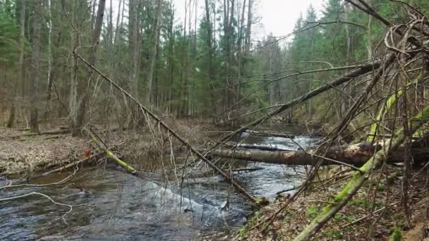 4K. Río salvaje fluye en el bosque profundo a principios de primavera, vista panorámica . — Vídeo de stock