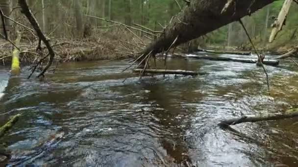 4K. Rivière sauvage coule dans la forêt profonde au début du printemps, vue panoramique . — Video