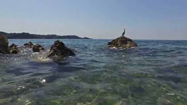 Volně žijící pták Kormorán velký sedící na skále v moři. Pohled na oblasti v blízkosti starého města Piran a osadou Strunjan s farním kostelem St. George. Slovinská Istrie, Slovinsko, Evropa. — Stock video