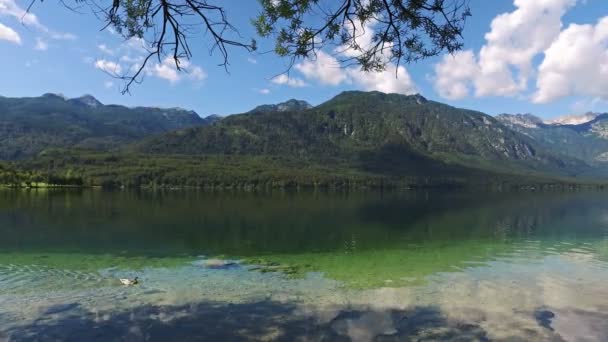 Verbazingwekkend Bohinj meer in de ochtend. Eend is zwemmen in diep helder water met vis. Prachtige landschap van de Julische Alpen. Triglav Nationaal Park, Slovenië, Europa. — Stockvideo