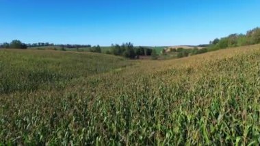4 k. uçuş güneşli gün, hava panoramik görünümünü olgun Mısır alanının üstündeki.