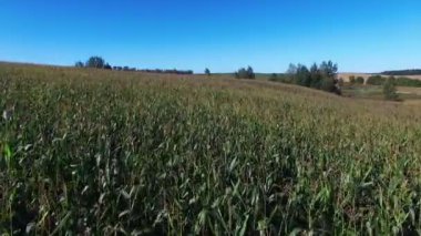 4 k. uçuş ve güneşli gün, hava panoramik görünümünü olgun Mısır alanının üstündeki kalkış.