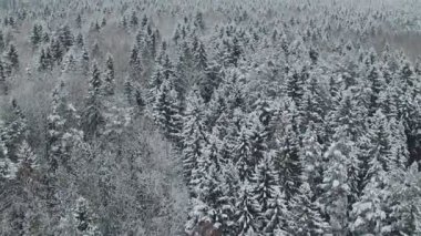 Uçuş kış orman Kuzey, hava panoramik görüntüsü üzerinde yukarıda.