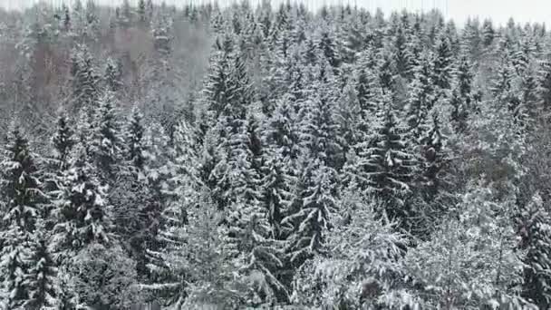 Flyg och start över vintern skog på den norra, antenn panoramautsikten. — Stockvideo