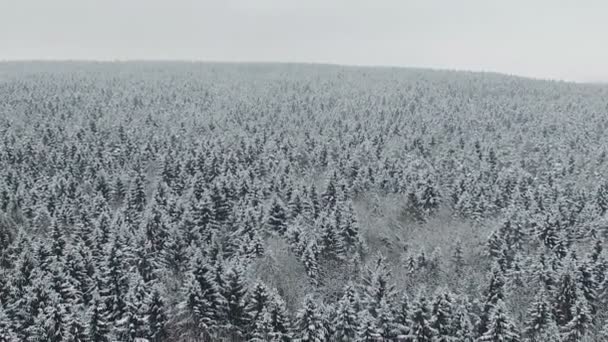 Flight above winter forest on the north, aerial panoramic view. — Stock Video
