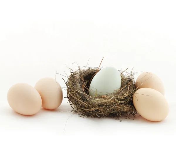 Ein Ei im Nest und vier Eier draußen — Stockfoto