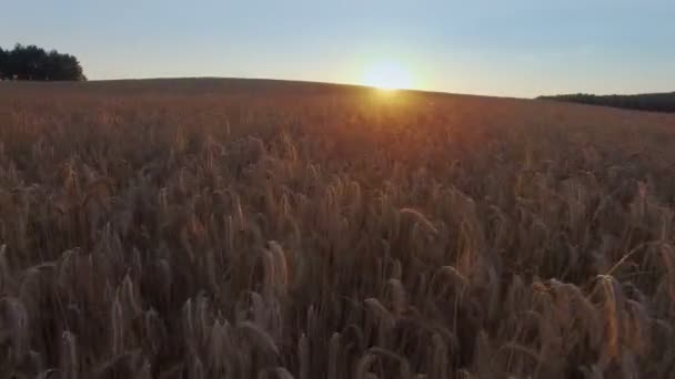 4 k. vlucht boven gewas veld bij gouden zonsondergang, luchtfoto panoramisch uitzicht. — Stockvideo