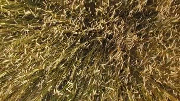 4K. Vol à basse altitude et décollage au-dessus du champ de blé, vue panoramique aérienne .