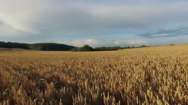 4K. Vôo baixo e decolagem acima do campo de cultivo ao pôr do sol, vista panorâmica aérea . — Vídeo de Stock