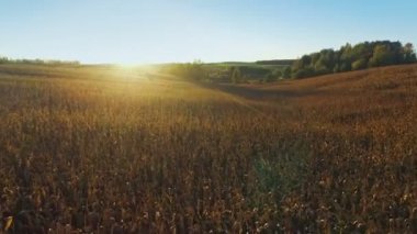 4 k. uçuş ve günbatımı, anteni panoramik altın, Mısır alanının üstündeki kalkış görüntülemek.