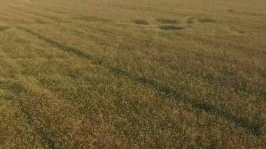 Uçuş ve kalkış gün batımı, hava panoramik manzaraya kırpma alanının üstündeki.