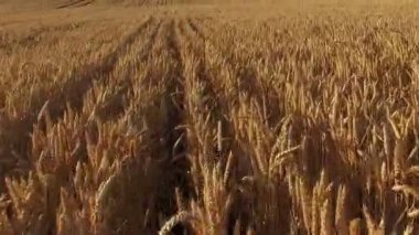 Düşük uçuş ve kalkış altın kırpma alanları günbatımı, hava panoramik manzaraya yukarıda.