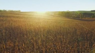Uçuş altın gün batımında, Mısır alanının üstündeki hava panoramik görünüm.
