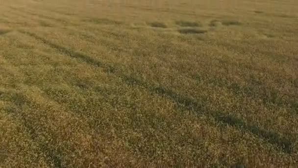 Flight and takeoff above crop field at sunset, aerial panoramic view. — Stock Video