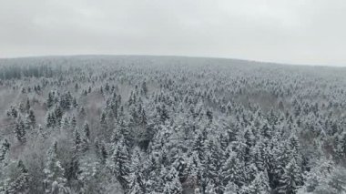 4 k. uçuş kış orman Kuzey, hava panoramik görüntüsü üzerinde yukarıda.