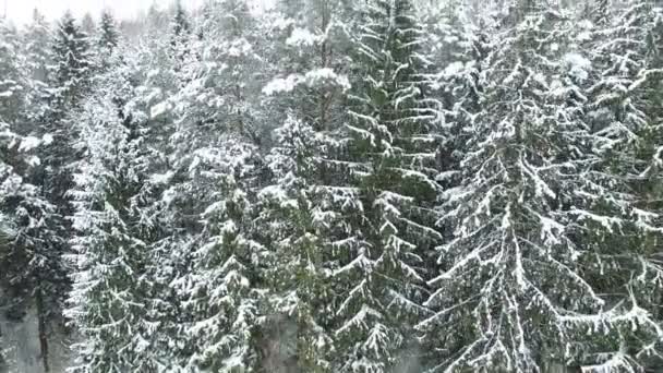 4K. Vuelo y despegue sobre el bosque de invierno en el norte, vista panorámica aérea . — Vídeo de stock