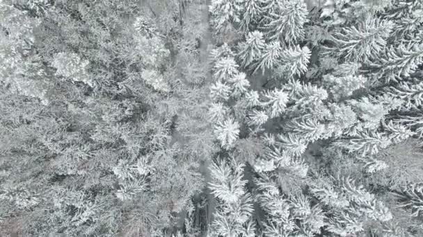 4K. Vuelo sobre el bosque de invierno en el norte, vista aérea. — Vídeos de Stock