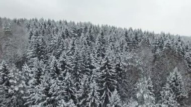 4 k. düşük uçuş yukarıda kış orman Kuzey, havadan görünümü.