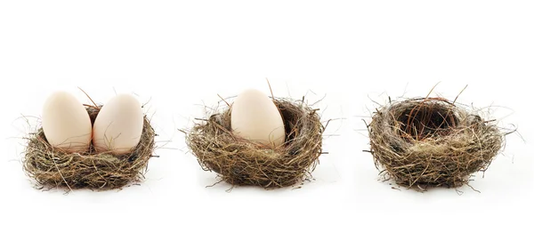 Empty nest and eggs inside the nests — Stock Photo, Image